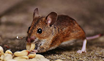 24 Hour & Emergency Exterminators in Pittsville, WI